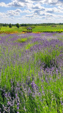 Çiçekli lavanta çiçekleri olan bir peyzaj parkı. Dobropark 'ta. Lavanta tarlası. 