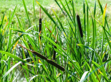  Gölün kıyısında yeşil kuyruk ve sazlıklar yetişir..