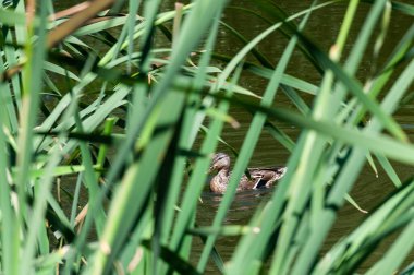 Bir ördek yeşil sazlıklarla çevrili bir gölde yüzer.