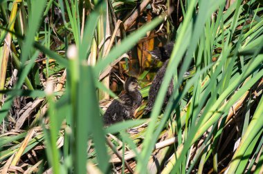 Ördek yavruları göldeki sazlıkların ve su bitkilerinin arasına saklandılar.