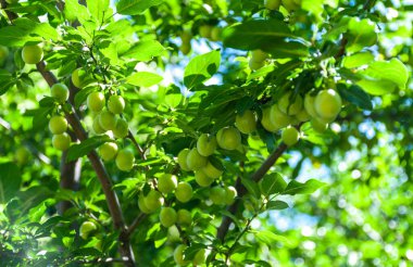 Güneşli bir günde, bahçedeki bir ağaç dalında olgunlaşmamış yeşil erikler. Eriklerin olgunlaşması.