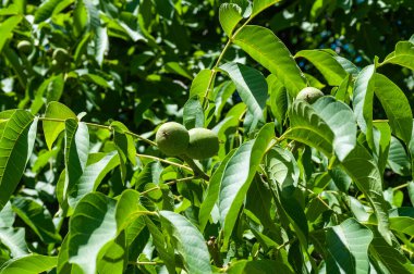 Olgunlaşmamış yeşil cevizli ceviz ağacı. 