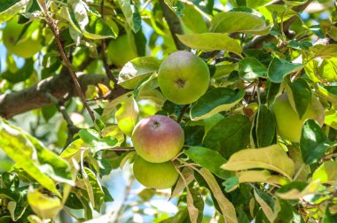 Ağaç dalında olgun elmalar. Bahçesinde olgun meyveler olan elma ağacı.