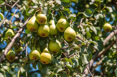 Bahçedeki bir ağaç dalında sallanan olgun armutlar. Güneşli bir günde bir sürü meyvesi olan bir armut ağacı..