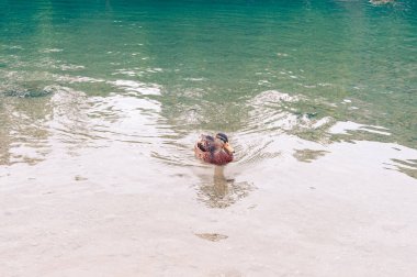 Güzel bir gölün yüzeyindeki vahşi ördek.