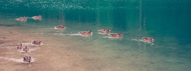 Güzel bir gölün yüzeyindeki birkaç vahşi ördek..