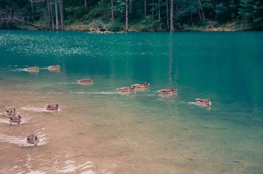 Güzel bir gölün yüzeyindeki birkaç vahşi ördek..