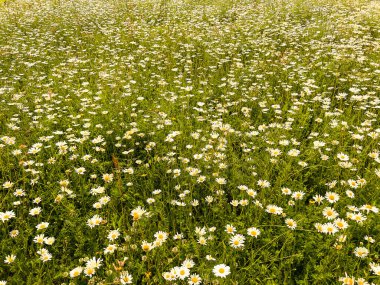 Güneşin altında papatya tarlası