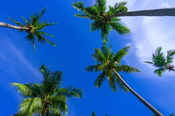 ヤシの木の下からの眺めと熱帯のビーチの空の背景タイ — ストック写真