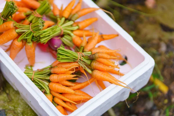 蔬菜市场中的鲜 甜胡萝卜 免版税图库照片
