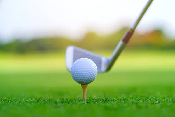 Golflabda Zöld Füvön Készen Áll Hogy Lecsapjanak Golfpályán Stock Kép