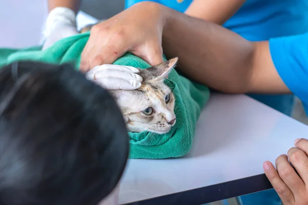 Veterinarian doctor checking cat at a vet clinic, Cat treatment at the veterinarian