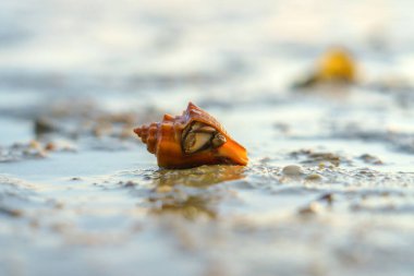 Hermit Crab or Paguroidea in a shell on tropical beach, close up sea life.