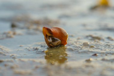 Hermit Crab or Paguroidea in a shell on tropical beach, close up sea life.