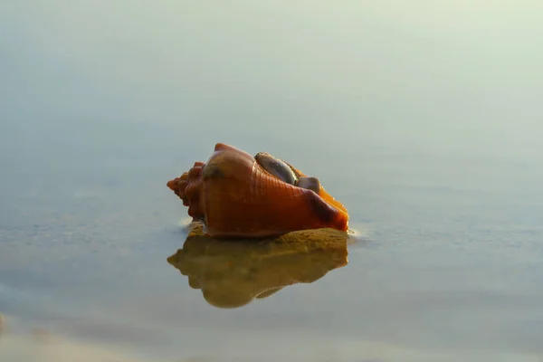 Пугрудею Черепашці Тропічному Пляжі Закриваючи Морське Життя — стокове фото