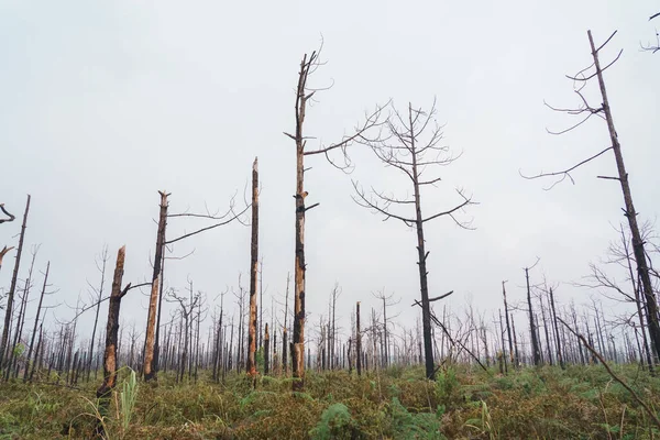 Gizemli Orman Manzaralı Bir Sis Kışın Ağaçlar Kurutulmuş Telifsiz Stok Imajlar