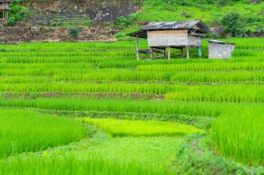 Pa Pong Pieng Chiang Mai, Tayland köy üzerinde yüzen sis pirinç tarlalarında yazlık veya kulübe.