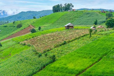 Pa Pong Pieng Chiang Mai, Tayland köy üzerinde yüzen sis pirinç tarlalarında yazlık veya kulübe.