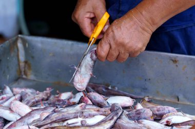 Balık pazarında balık ya da yayın balığı