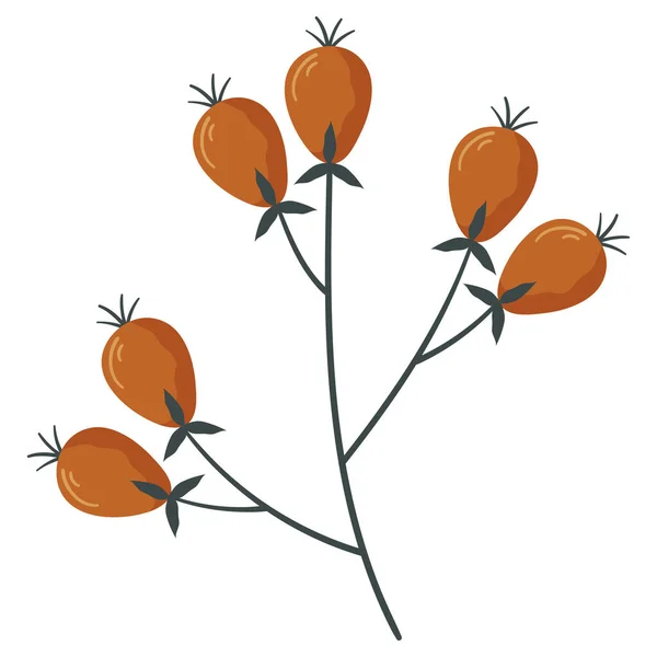 Podzimní Lesní Růže Bobule Ilustraci Větvičky — Stockový vektor