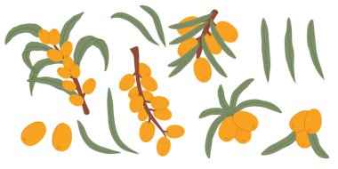 Deniz Dikenli Böğürtlen ve Yapraklı Çizim Koleksiyonu