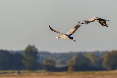 iki ortak turna (grus grus) sabah güneşi altında yeşil çayır üzerinde uçan