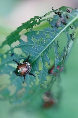 İtalya 'nın Piemont kentindeki hasarlı yeşil yaprak üzerinde bir Japon böceği (Popillia japonica)