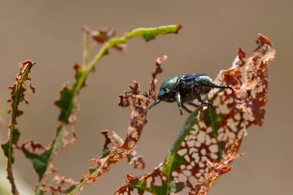 Escarabajo Japonés Popillia Japonica Sobre Hoja Vino Dañada Marrón Piemont — Foto de Stock