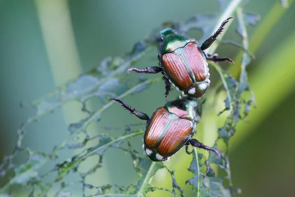ピエモンの緑の葉に2匹のカブトムシ ポピリアジャポニカ の詳細を見る — ストック写真