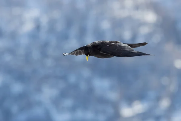 Jeden Pták Alpský Pyrhocorax Graculus Letu Zimě — Stock fotografie
