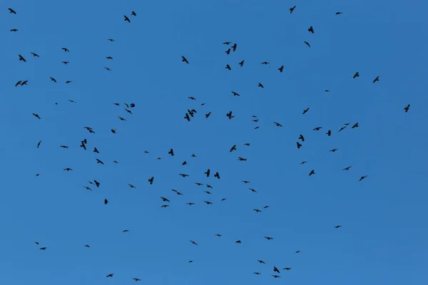 Flock Alpine Chough Birds Pyrrhocorax Graculus Flight Blue Sky — Stock Photo, Image