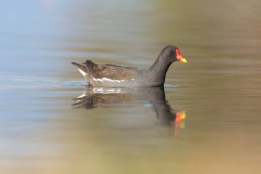 Yüzen bir moorhen (gallinula klorpus) düz su yüzeyinde yansıtılır.