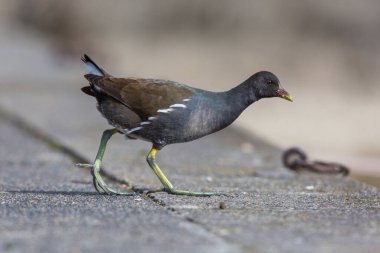 Bir kırlangıç (gallinula klorpus) gün ışığında iskelede yürüyor.