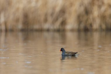 bir doğal moorhen (gallinula klorpus) sazlığın önünde yüzer.
