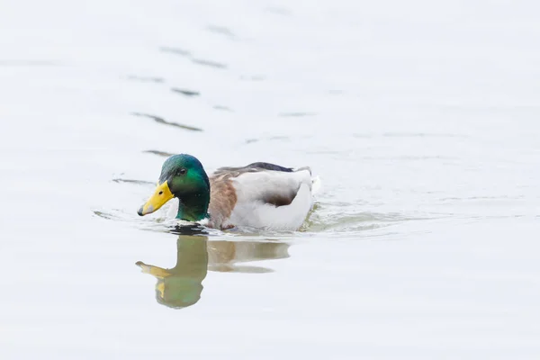 One Natural Swimming Male Mallard Duck Anas Platyrhynchos — Stock Photo, Image