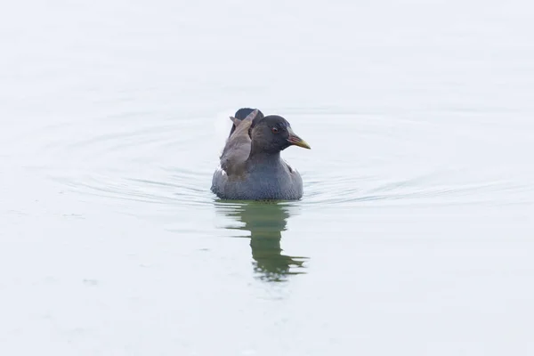 Ein Moorhuhn Gallinula Chlorpus Schwimmt Flachen Wasser — Stockfoto
