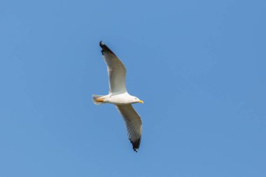 Sarı bacaklı martı (larus michahellis) mavi gökyüzünde kanatlarını açarak uçuyor.