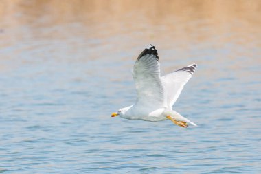 Bir sarı bacaklı martı (larus michahellis) suyun üzerinde uçar.