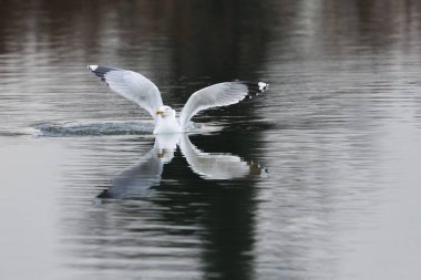 Aynalı sarı bacaklı martı (larus michahellis) su yüzeyine iniyor.