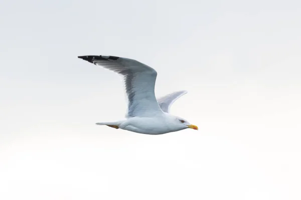 飞行中的黄腿海鸥 Larus Michahellis 近景肖像 — 图库照片