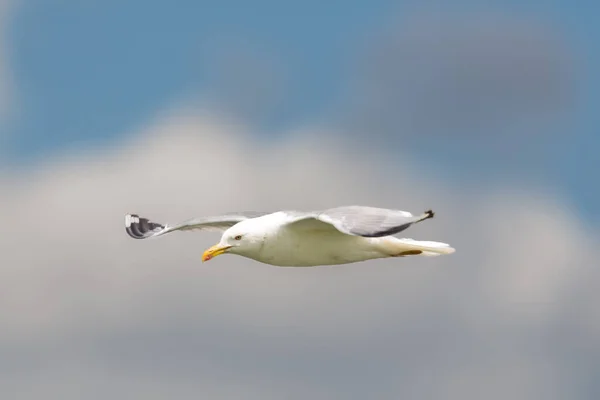 Side View Isolated Flying Yellow Legged Gull Larus Michahellis — Stock Photo, Image