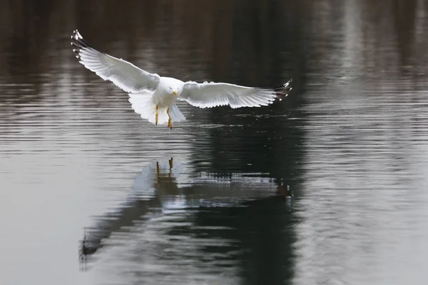 갈매기 Larus Michahellis 날개를 착륙하다 — 스톡 사진