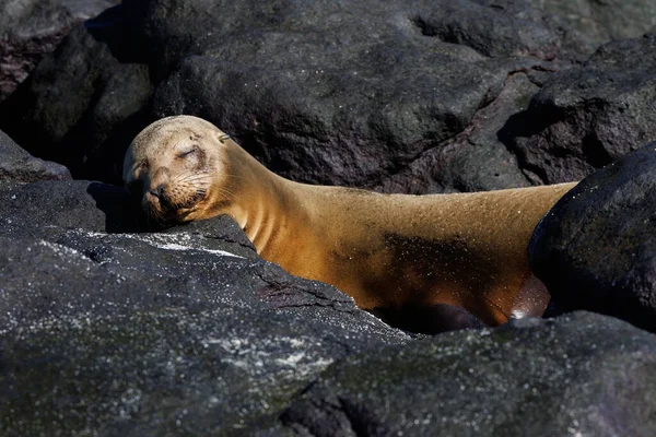Leão Marinho Das Galápagos Zalophus Wollebaeki Dormindo Pedras Pretas — Fotografia de Stock