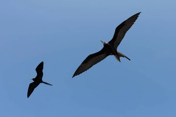 两只大护卫舰鸟 小Fregata 在蓝天中展翅飞翔 — 图库照片