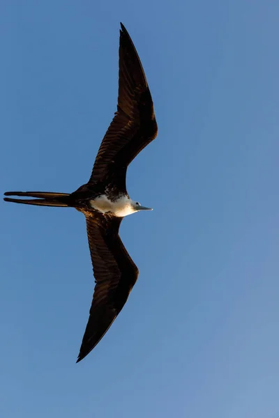 Adolescente Gran Frigatebird Fregata Minor Vuelo Cielo Azul — Foto de Stock