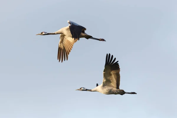 Two Common Cranes Grus Grus Migratory Flight Evening Sun — Stock Photo, Image