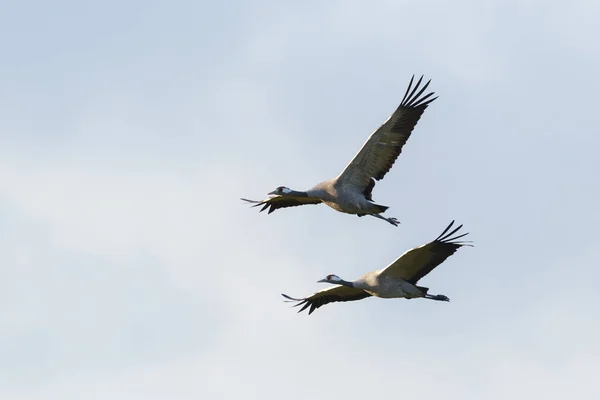 Dois Guindastes Comuns Grus Grus Voando Com Asas Abertas — Fotografia de Stock
