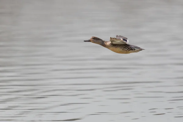 一只雌鸭 Anas Crecca 在水面上飞行 — 图库照片