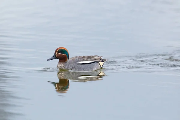One Isolated Swimming Male Common Teal Anas Crecca Mirrored Water — Stock Photo, Image