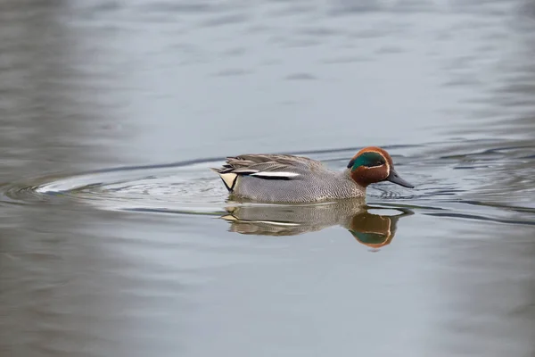 One Single Mirrored Male Common Teal Anas Crecca Swimming Water — Stock Photo, Image
